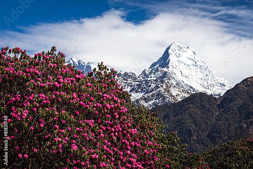 Непал. Горный пейзаж с рододендронами