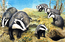 Постер Дэвис Р. (жив, дет) Badgers, from 'Nature Wonderland', 1970 Постер Дэвис Р. (жив, дет) Badgers, from 'Nature Wonderland', 1970
