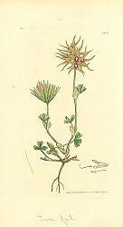 Постер Sowerby Ботаника №4