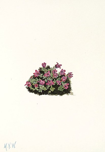 Purple Saxifrage.