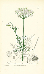 Постер Bunium flexuosum. Common Earth nut Постер Bunium flexuosum. Common Earth nut