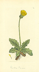 Постер Sowerby Ботаника №24