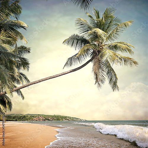 Пляж с пальмой