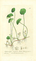 Постер Hydrocotyle vulgaris. Marsh Penny-wort
