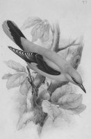 Черно-белое