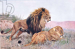 Постер Кунер Вильгельм Lion and Lioness, illustration from'Wildlife of the World', c.1910 Постер Кунер Вильгельм Lion and Lioness, illustration from'Wildlife of the World', c.1910