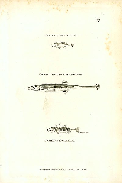 Smaller Stickleback, Fifteen-spined Stickleback, Common Stickleback