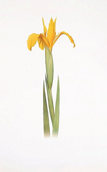 Iris aurea