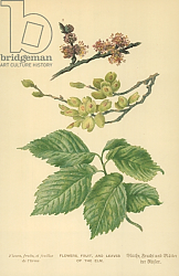 Постер Бут Вильям (последователи, ботаника) Flowers, Fruit, and Leaves of the Elm Постер Бут Вильям (последователи, ботаника) Flowers, Fruit, and Leaves of the Elm