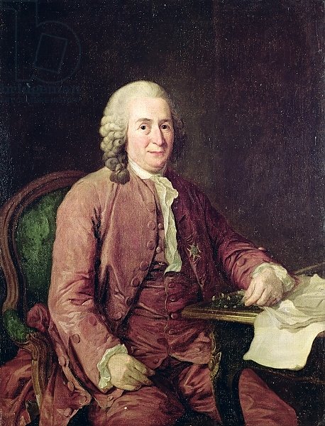Portrait of Carl von Linnaeus