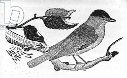 Постер Бевик Томас The Black-Cap, illustration from 'A History of British Birds' by Thomas Bewick, first published 1797 Постер Бевик Томас The Black-Cap, illustration from 'A History of British Birds' by Thomas Bewick, first published 1797