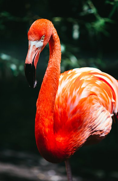Яркий красный фламинго