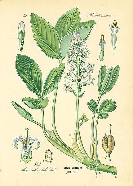 Gentianaceae, Menyanthes trifoliata