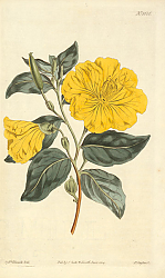 Постер Cenothera Glauca. Glaucous-Leaved Evening-Primrose 1