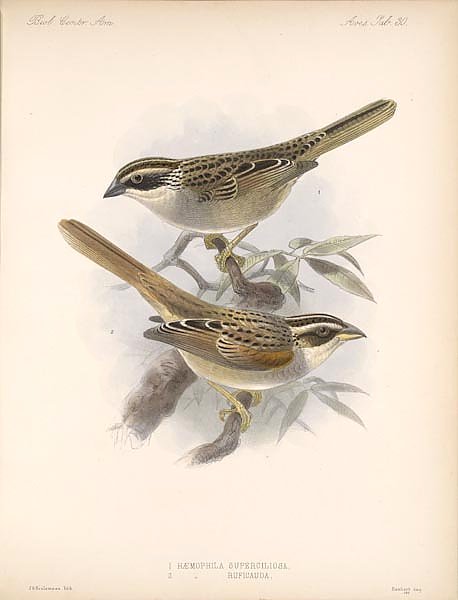 Птицы J. G. Keulemans №32