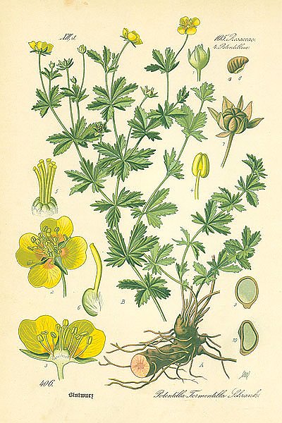 Rosaceae, Potentilleae, Potentilla Tormentilla Schrank