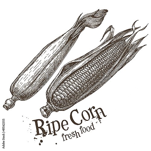 Иллюстрация с початками кукурузы