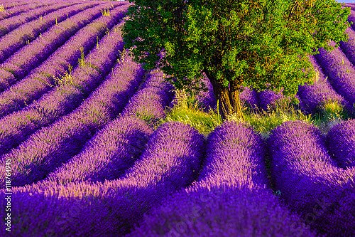Франция, прованс. Lavender field at plateau Valensole