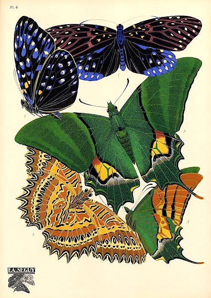 Papillons by E. A. Seguy №17