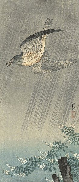 Cuckoo in storm