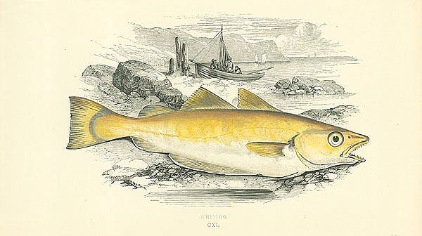 Whiting 1