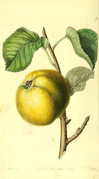 Яблоко The oslin apple