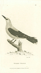 Постер Golden Oriole 4