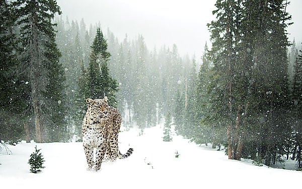 Леопард в снегопад