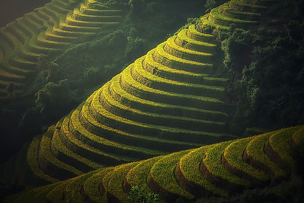 Рисовые терассы, Вьетнам