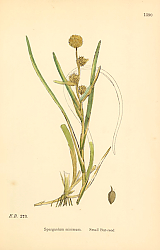 Постер English Botany №223 1
