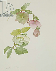 Постер Кресвелл Сара Helleborus orientalio and Helleborus niger Постер Кресвелл Сара Helleborus orientalio and Helleborus niger
