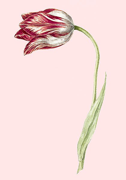 Розовый тюльпан на винтажной иллюстрации