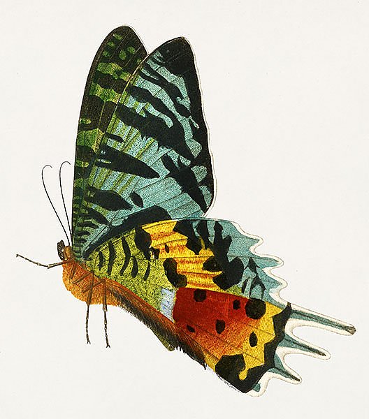 Мадагасканская закатная бабочка (Урания Рифей)