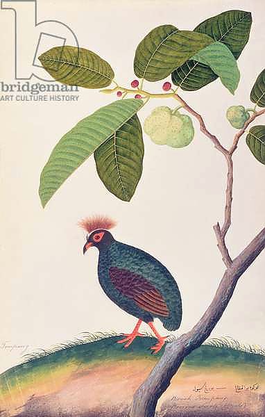 Booah Tumpang, from 'Drawings of Birds from Malacca', c.1805-18