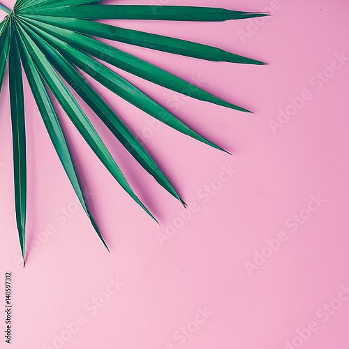 Тропические листья на пастельном розовом фоне 