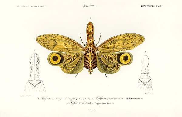 Fulgora graciliceps
