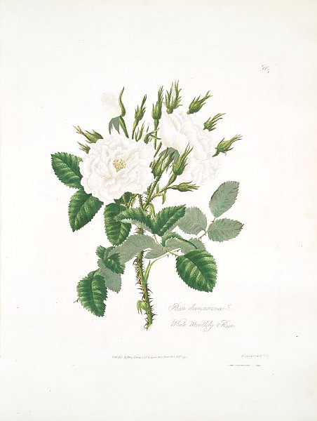 Rosa damascena 2