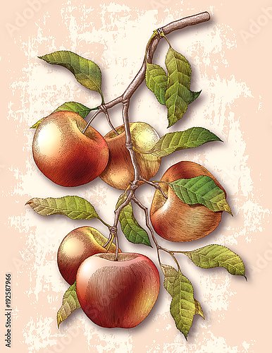 Яблоневая ветвь с 5 красными яблоками