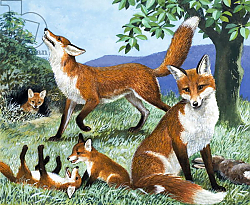 Постер Дэвис Р. (жив, дет) Our Island's Hunters, from 'Nature's Kingdom' Постер Дэвис Р. (жив, дет) Our Island's Hunters, from 'Nature's Kingdom'