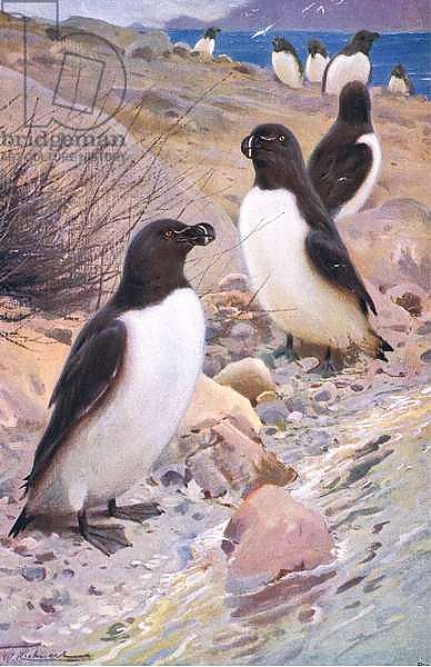 Razorbill, from Wildlife of the World published by Frederick Warne & Co, c.1900