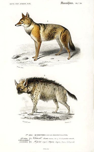 Золотой шакал (Canis Aureus) и полосатая гиена (Hyene rayee)