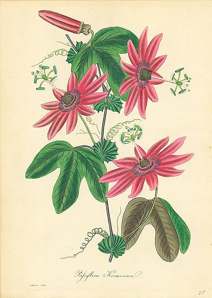 Passiflora Kermesina 2