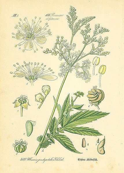 Rosaceae,Spiraeeae, Ulmaria pentapetala Gilibert