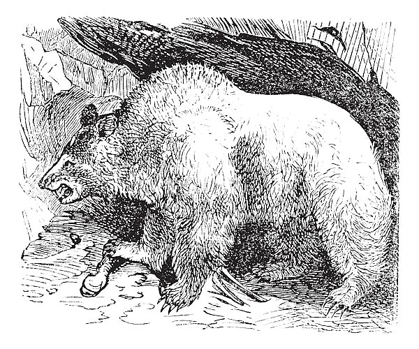 Syria bears (Ursus isabellinus), vintage engraving