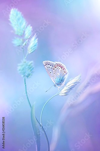 Голубая бабочка на травинке на мягком сиреневом фоне