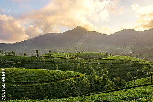 Горный чайные плантации Муннар, Индия