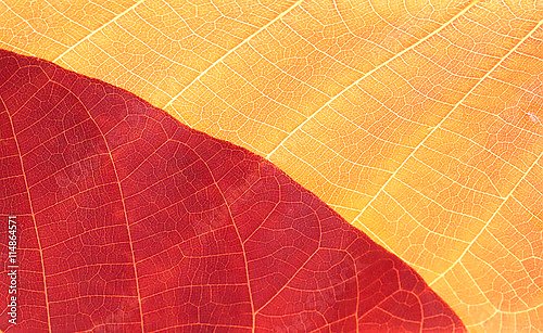 Осенний красно-желтый лист
