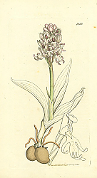 Постер Sowerby Ботаника №22