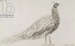 Постер Кокс Давид Peacock at Capel Curig, c.1845 Постер Кокс Давид Peacock at Capel Curig, c.1845