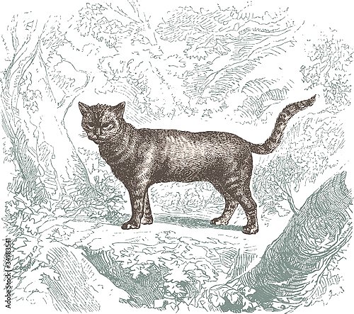 Иллюстрация с дикой кошкой